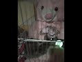 Kitty Kitten On The Cage