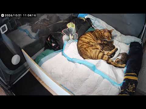 2 gatti toygers Bellone et Balthiel | video 1