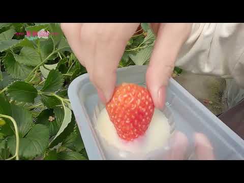 海辺のいちご畑 Jolly Farm