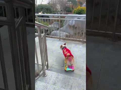 Found Kisskissshyshy, a little corgi who can skateboard~ #dogs #skateboarding dogs #shake it cute #d