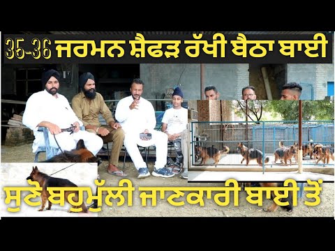 German Shepherd puppies available, rates start from 20 thousand