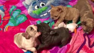 Video preview image #1 French Bulldog Puppy For Sale in WALTON, IN, USA