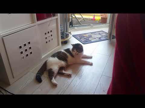 Stephan Katzenvideo 08 09 18