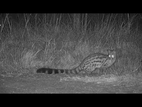 Djuma: Genet out hunting - 20:12 - 05/27/19