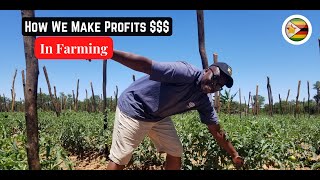How To Reap Rewards farming Tomatoes in Rural Zimbabwe, Vibtant Agribusiness