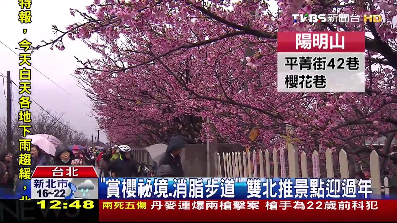 「賞櫻加消脂祕境」 雙北推過年景點迎人潮