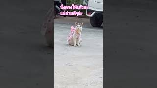 Download lagu 123 snap! #catlover #cat #DadThong #catnamedNangNgam #pets #cutecat #shorts #pets #cat #adorablecat mp3