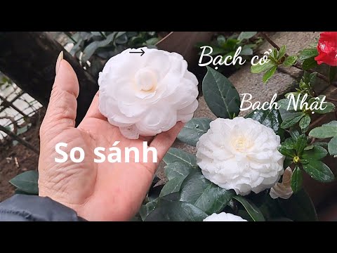 So sánh hoa trà my bạch cổ và bạch Nhật| Đức Thành KB