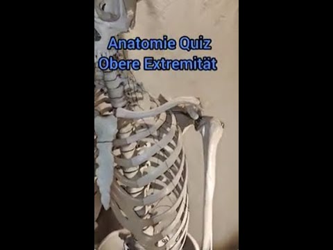 Anatomie Quiz Knochenpunkte & Gelenke obere Extremität. Anatomie zum mitraten. Lernen leicht gemacht