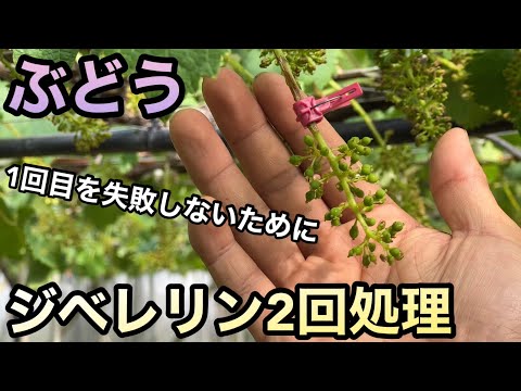 マルテス・ジベリーナ