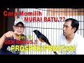 How To Choose The Characteristics Of A Murai Batu GOOD GENES Prospective Achievement Candid