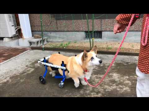 コーギーのマリンちゃんが犬用車椅子で歩く様子　わんケア