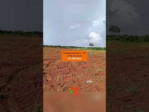 Terras no Mato Grosso, Tangará da Serra #pecuaria