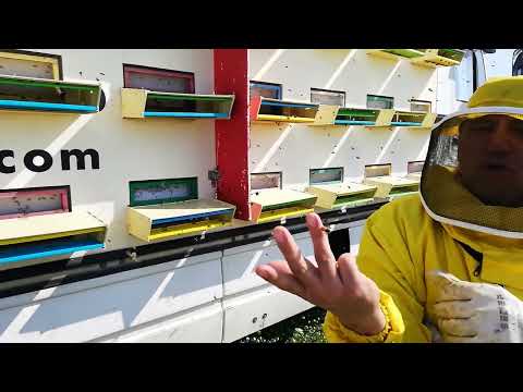 HONEY from Romania is the only-only one 100% BIO/NATURAL/ORGANIC !!https://GeorgeofArabia.ro/Export