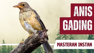 Download lagu Masteran Anis Gading Gacor Full Isian mp3