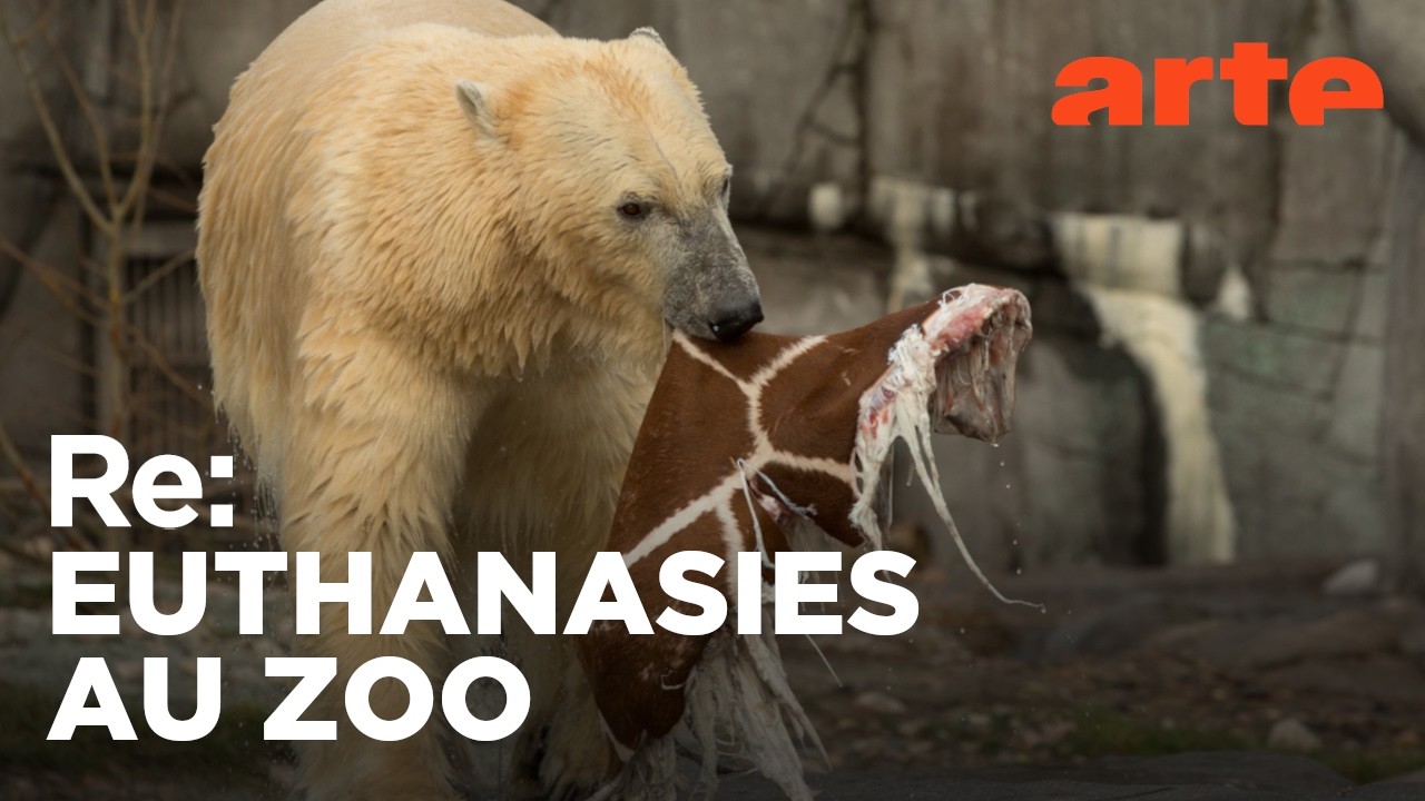 Zoos : la gestion des animaux en question | ARTE Regards