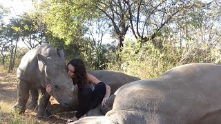 Needy Rhino Wants a Cuddle
