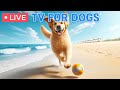 🔴 Dog Music🎵Videos for Dogs to Prevent Boredom🐶🩷Separation Anxiety Music for Relaxation