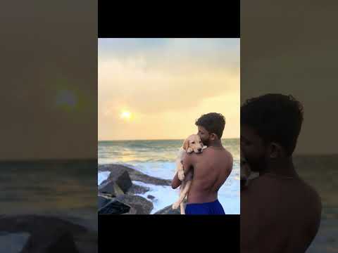 Year without our Leo | Dog | Labrador