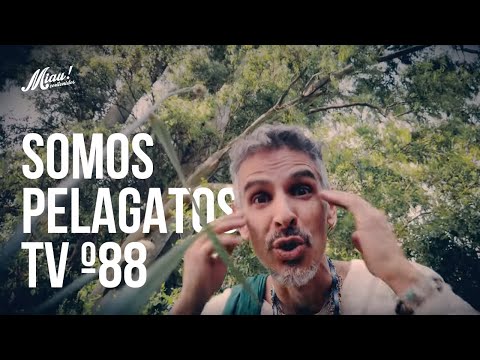 Somos PelaGatos Tv - Prog 88 - United Flavour ft Morodo, Dinamo & Bahiano, Los Cafres, Suburband y +