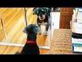 Dogs Vs Mirrors Funny Dogs Reaction With Mirrors Part 1 Funny Pets