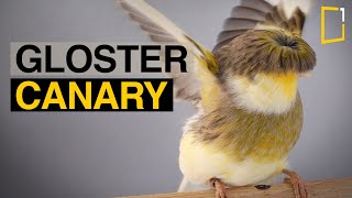 Gloster Canary | The Perfect Pet Bird