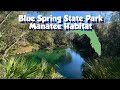 Florida S Blue Spring State Park An Incredible Natural Manatee Habitat