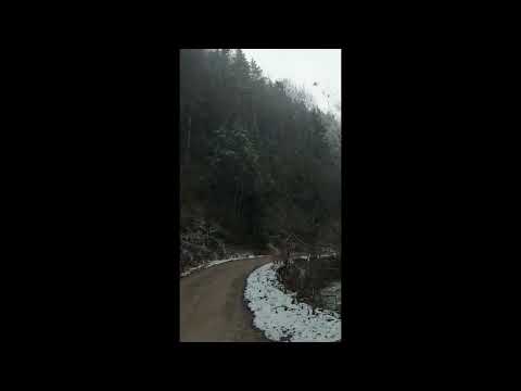 Padurile bogate ale Ocolului Silvic Vintilă Vodă din cadrul Romsilva