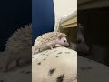 ハリネズミ（国産ベビー：シナモン♀）のYouTubeサムネイル画像