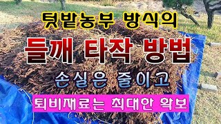 [텃밭농부 1,725]  텃밭농부 방식으로 들깨를 타작하는 방법 소개. #들깨재배 #들깨수확