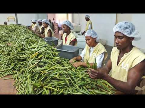 HOW VANILLA IS MADE | THIS IS HOW THE WORLD'S SECOND MOST EXPENSIVE SPICE IS PRODUCED
