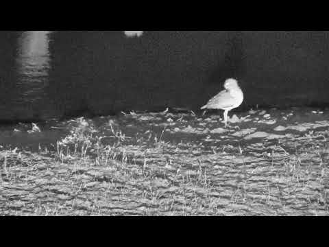 Djuma: Water Thick-knee - 03:58 - 09/28/18