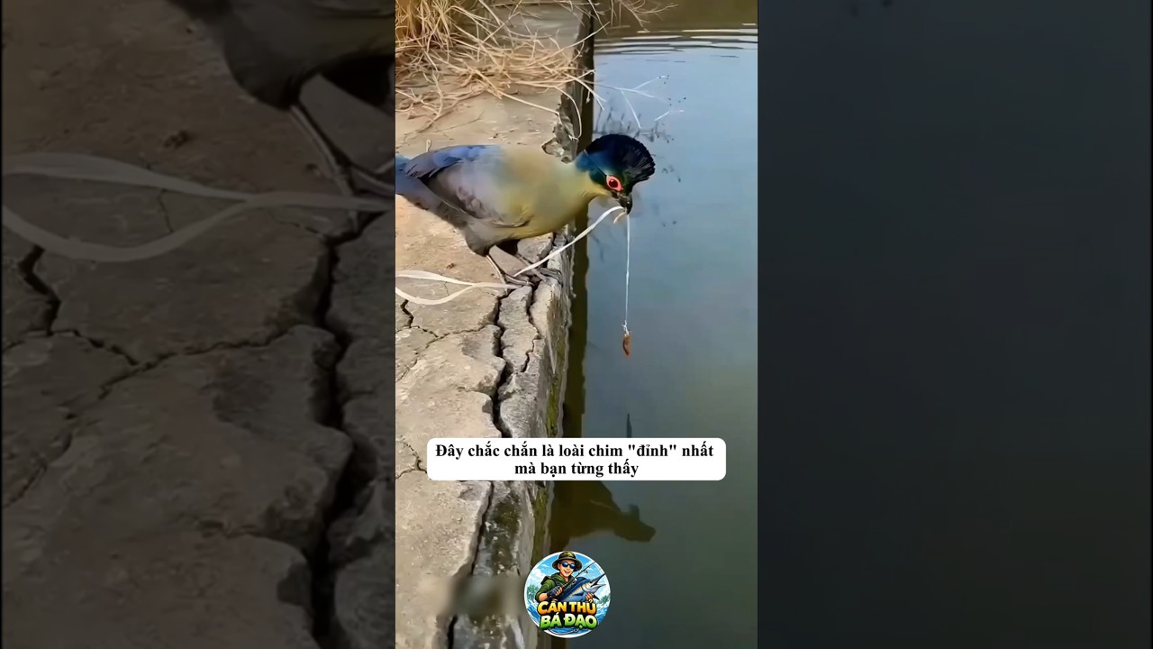 Loài chim đỉnh nhất biết câu cá như con người