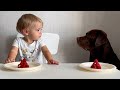 The FUNNIEST Talking Baby And Dog Moment Caught On Camera