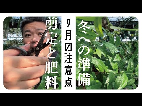 園芸 冬に室内植物を育てる