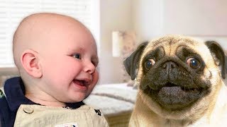 Pug Dog and Baby Compilation NEW