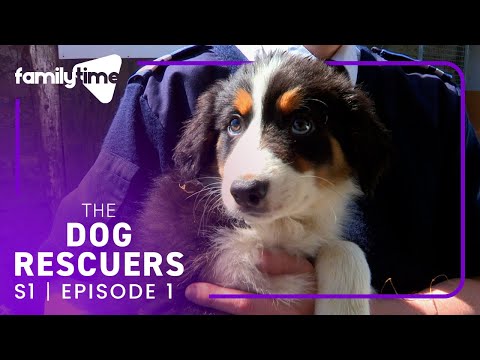 Los rescatadores de perros | Temporada 1, Episodio 1 | Hora de una redada