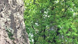 Copeland - The Last Time He Saw Dorie (Cover)