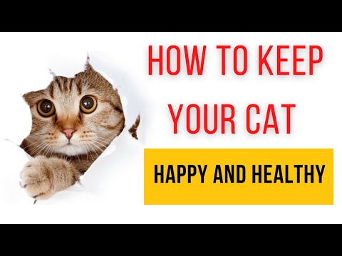 How to Keep Your Cat Happy and Healthy