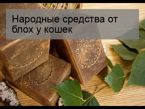 Народные средства от блох у кошек