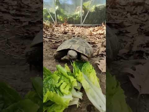 Schildkröte, feines fressi :)
