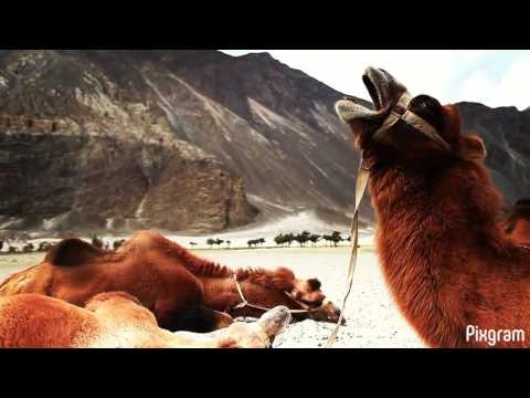 Pixgram: Video/Photo Slideshow Video