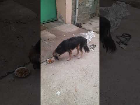 Giving food to hungry street dog @RoohSeva 29 June 2023