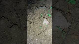 Download lagu Suara nyaring seperti jangkrik tapi bukan jangkrik #orongorong mp3