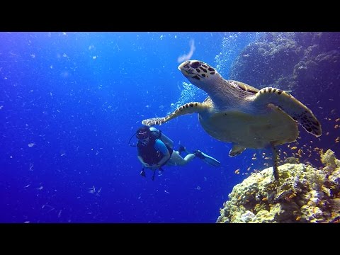 Diving in EGYPT Red Sea - St. John´s 2016