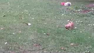 preview picture of video 'lloyd 9 week old pug running down peaches'