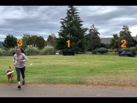 AKC Fetch tests - how to train for Advanced and Retriever level doubles and triples.