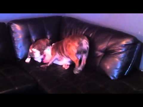 Porkchop is Fearless!