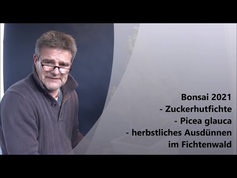 Bonsai 2021-3 - Dwarf Alberta Spruce - Picea glauca - Autumn thinning in the spruce forest