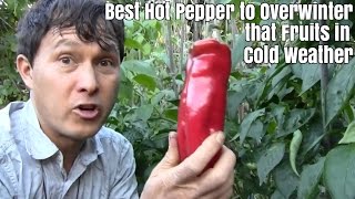 Best Hot Pepper to Overwinter that Fruits in Cold Weather